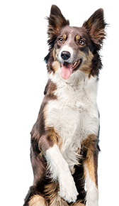 cute dog