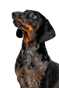small dog