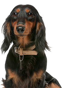 dog with collar