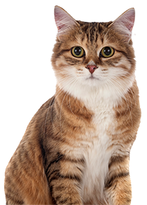 tabby cat