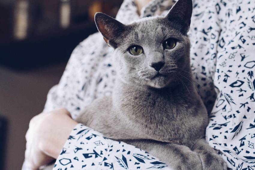 The cat